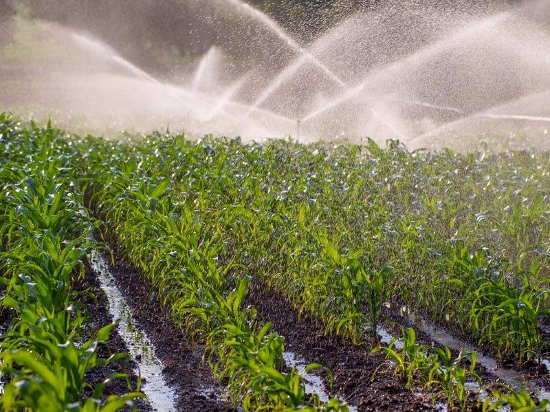 Zakaj so namakalni sistemi vse bolj dobrodošla izbira na vrtovih?